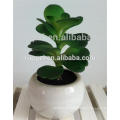 China factory mini succulent plants for decoration